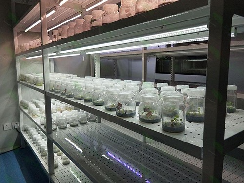 武陵植物组织培养实验室设计建设方案